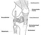 Klicken Sie auf die Grafik fr eine grere Ansicht 

Name:	Knie_Schnitt_klein.jpg 
Hits:	7322 
Gre:	31,4 KB 
ID:	8657